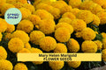 25+ Mary Helen Marigold Seeds – Golden Yellow Double Blooms, Tagetes erecta, Summer Annual for Garden Beds, Borders & Containers