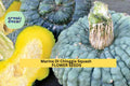 Marina Di Chioggia Heirloom Winter Squash Seeds – Warted Dark Green Rind, Sweet Nutty Orange Flesh, Cucurbita maxima, 25+ Seeds
