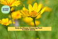 3pcs Early Sunflower Seeds – Bright Yellow Blooms, Fast-Growing Pollinator-Friendly Helianthus annuus Garden Flower Seeds