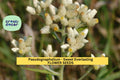 Sweet Everlasting Seeds – 30mg Pseudognaphalium obtusifolium Native Wildflower for Dried Arrangements & Pollinator Gardens
