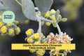 3 Pack Jojoba Seeds Simmondsia chinensis Drought-Tolerant Evergreen Shrub for Xeriscaping & Wildlife Gardens