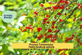 Prunus tomentosa Nanking Cherry Shrub Seeds – Edible, Flowering, Wildlife Garden, Pink-White Blossoms, Red Cherries, Cold-Hardy