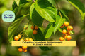 Celastrus scandens Seeds – American Bittersweet Vine for Fences, Trellises & Fall Garden Displays, Native Deciduous Climber