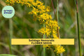 3 Pack of 500 Seeds Solidago nemoralis Old Field Goldenrod Wildflower Seeds for Pollinator Gardens & Native Landscaping