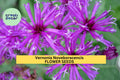 Vernonia noveboracensis Seeds – 2 Pack of 100 Bright Purple Ironweed Seeds for Pollinator Gardens, Meadows, Native Landscapes