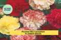 200+ Picotee Mix Carnation Seeds – Ruffled Bi-Color Dianthus caryophyllus for Garden, Cut Flowers, Borders