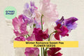 Sweet Pea Seeds 50+ Blush Pink Fragrant Climbing Vines Lathyrus odoratus for Garden Trellises