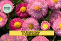 Pink English Daisy Seeds – Bellis perennis, Perennial, Pink Button-Like Blooms, Garden Borders & Containers, 200+ Seeds
