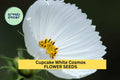 Cupcake White Cosmos Seeds – Unique Cup-Shaped White Blooms, Pollinator-Friendly Annuals, Cosmos bipinnatus 'Cupcake White' – 200+ Seeds