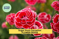 200+ Sugar Plum Carnation Seeds – Ruffled Plum-Pink Dianthus caryophyllus for Garden Beds & Bouquets