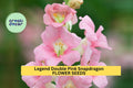 1000+ Legend Double Pink Snapdragon Seeds | Tall Ruffled Pink Blooms | Antirrhinum majus for Garden Borders & Cut Flowers