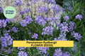 3pcs Penstemon rydbergii Seeds – Native Wildflower for Pollinator Gardens, Meadows, Rocky Landscapes, Drought-Tolerant