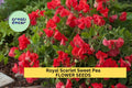 Royal Scarlet Sweet Pea Seeds – Fragrant Climbing Vines, Scarlet Red Blooms, Garden Planting, Pollinator-Friendly, 50+ Seeds