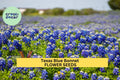 3pcs Texas Bluebonnet Seeds – Lupinus texensis Wildflower for Pollinator Gardens, Meadows & Drought-Tolerant Landscapes