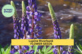 3pcs of 500mg Lupinus rivularis Seeds – Native Wildflower for Erosion Control, Pollinator Gardens & Natural Landscaping