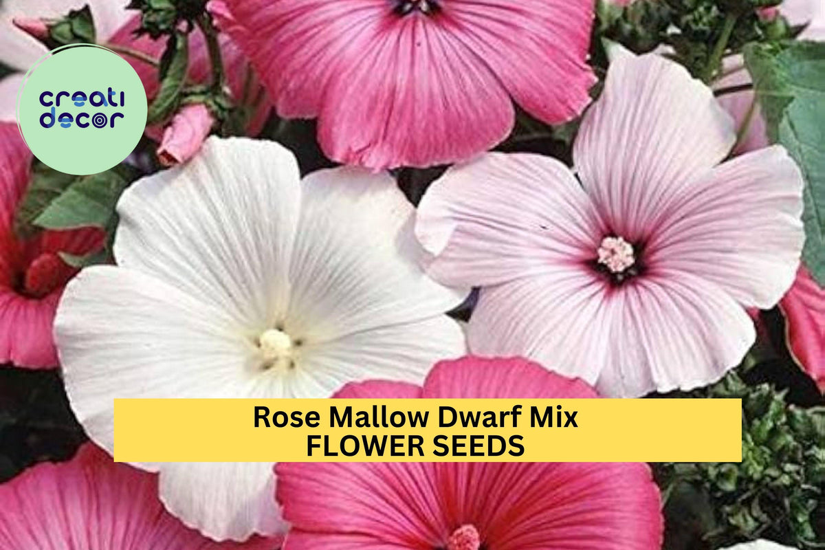 Dwarf Rose Mallow Seeds – Hibiscus moscheutos Mix for Borders, Pots & Pollinator Gardens, Vibrant Colorful Blooms