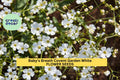 3pcs Baby’s Breath Covent Garden Seeds Gypsophila elegans White for Bouquets, Borders & Cottage Gardens