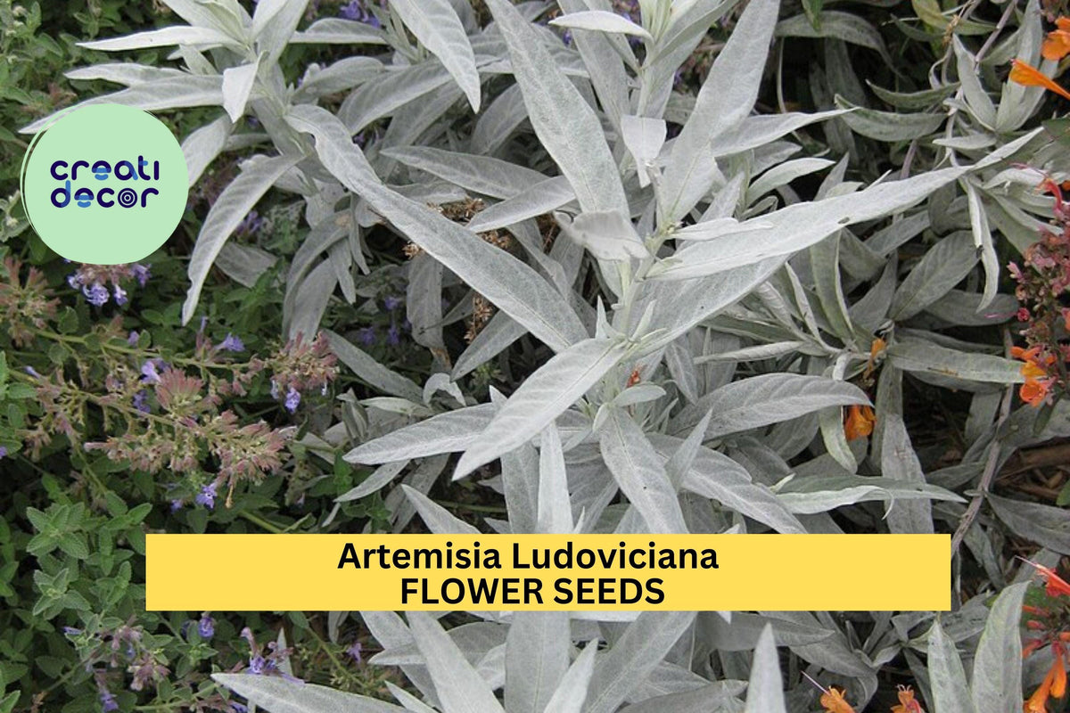 3pcs Artemisia ludoviciana Prairie Sage Seeds – Drought-Tolerant Native Perennial for Xeriscaping & Pollinator Gardens
