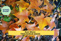 3pcs Acer mono Seeds – Hardy Painted Maple Tree for Landscaping, Fall Foliage & Shade, USDA Zone 4-8