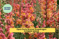 Opus Early Bronze Snapdragon Seeds – Bronze-Peach Blooms, Annual Flower, Antirrhinum majus, Full Sun, 1000+ Seeds
