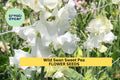 Wild Swan Sweet Pea Seeds – 50+ Fragrant White Lavender Climbing Vines, Lathyrus odoratus for Garden Trellises & Bouquets