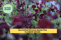 50+ Burnished Bronze Sweet Pea Seeds – Fragrant Climbing Vines with Copper-Toned Blooms, Lathyrus odoratus for Garden Trellises and Fences