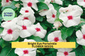 Bright Eye Periwinkle Seeds – Vinca rosea Pink Blooms, Drought-Tolerant Flower Seeds for Garden, Borders, Containers