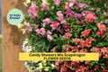 1000+ Candy Showers Snapdragon Seeds – Trailing Annual with Colorful Mixed Blooms, Antirrhinum majus for Hanging Baskets & Borders