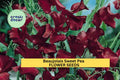 50+ Beaujolais Sweet Pea Seeds – Fragrant Climbing Vines with Deep Wine Blooms for Garden, Trellises & Cut Flowers – Lathyrus odoratus