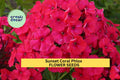 Sunset Coral Phlox Seeds – Perennial Coral Blooms for Borders & Pollinator Gardens – Phlox paniculata 'Sunset Coral'