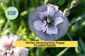 200+ Shirley Amazing Grey Poppy Seeds – Silky Lilac-Gray Blooms, Cottage Garden, Wildflower, Papaver rhoeas 'Amazing Grey'