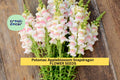 1000+ Potomac Appleblossom Snapdragon Seeds – Pink & Cream Blooms, Tall Spikes, Antirrhinum majus for Garden, Cut Flowers, Borders