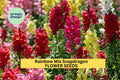1000+ Rainbow Mix Snapdragon Seeds – Colorful Flower Spikes for Borders, Cut Flowers & Pollinator Gardens – Antirrhinum majus