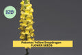 1000+ Potomac Yellow Snapdragon Seeds – Tall Soft Yellow Blooms for Garden, Cut Flowers & Pollinator Beds – Antirrhinum majus