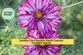 Double Click Double Violet Cosmos Seeds – Frilly Purple Blooms, Cosmos bipinnatus, 200+ Seeds for Garden & Cut Flowers