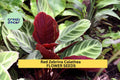 Red Zebrina Calathea Seeds – 25+ Tropical Foliage Plant for Indoor & Garden, Calathea zebrina
