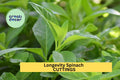Longevity Spinach Cuttings 10-Pack Gynura procumbens Unrooted Stems Edible Green for Garden Pots or Raised Beds