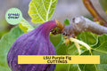 LSU Purple Fig Scion Cuttings – Unrooted Hardwood Grafting Propagation Ficus carica ‘LSU Purple’