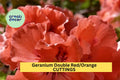 3 Double Red/Orange Geranium Cuttings – Pelargonium spp. for Rooting, Vibrant Blooms, Container Gardening, Garden Borders
