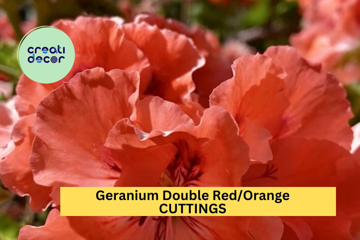 3 Double Red/Orange Geranium Cuttings – Pelargonium spp. for Rooting, Vibrant Blooms, Container Gardening, Garden Borders