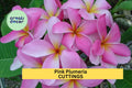 Pink Plumeria Cutting – Double Head 10" Fragrant Tropical Flower Stem – Plumeria rubra for Garden or Pot