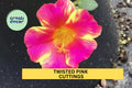 5 Twisted Pink Portulaca Cuttings – Purslane Flowering Plant for Containers & Rock Gardens – Easy to Root, Drought-Tolerant, Portulaca oleracea