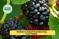 Dwarf Everbearing Mulberry Cuttings – Morus nigra – Assorted Sizes for Propagation – Edible Fruit Tree for Small Gardens