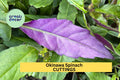 Okinawa Spinach Cuttings 12 Pack – Gynura bicolor Unrooted 5–6" Fresh Green & Purple Leaves for Edible Gardens