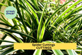 10 Variegated Spider Plant Cuttings – Chlorophytum comosum ‘Variegatum’ – Indoor Houseplant, Hanging Basket, Easy to Grow