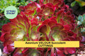 Aeonium 'Velour' Cutting – Large Unrooted Succulent Rosette with Deep Red & Green Leaves – Aeonium arboreum hybrid