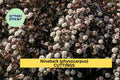 Summer Wine Ninebark Cuttings – 8-Inch Burgundy Foliage Shrub for Propagation, Hedges & Borders – Physocarpus opulifolius