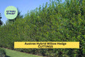 25 Austree Hybrid Willow Cuttings – Fast-Growing Privacy Hedge Trees for Windbreaks, Noise Barriers & Living Fences – Salix matsudana x alba