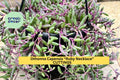 Succulent Cuttings – Ruby Necklace (Othonna capensis) Trailing Purple Stems, Organic Unrooted Succulent Propagation Material