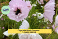 Cupcake Blush Cosmos Seeds – 200+ Blush Pink Ruffled Flowers for Cottage Gardens, Pollinator Beds, Cut Flower Arrangements – Cosmos bipinnatus